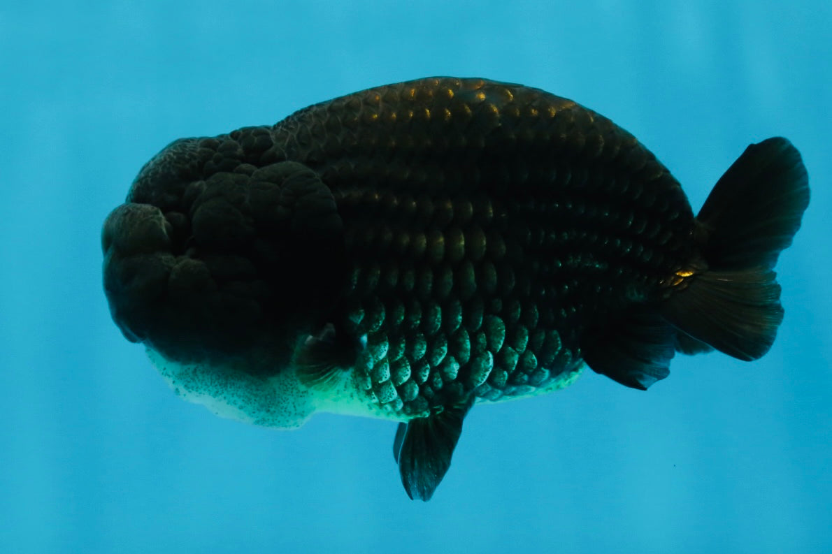 A Grade BIG WEN Black LionKing 4-4.5 inches #062025LC_09