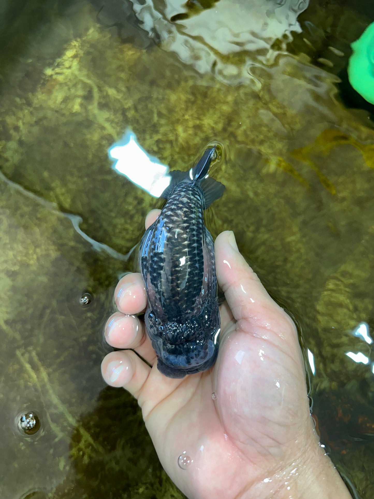 AAA Grade CHONKY Blue LionQueen 4.5 inches #100325LC_10