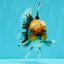 CHUBBY AAA Grade Tiger Oranda Male 5.5 inches #050126OR_08