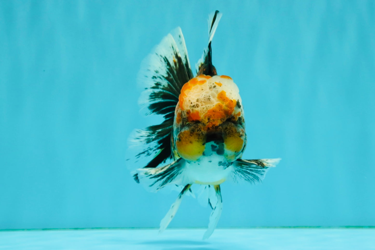 CHUBBY AAA Grade Tiger Oranda Male 5.5 inches #050126OR_08