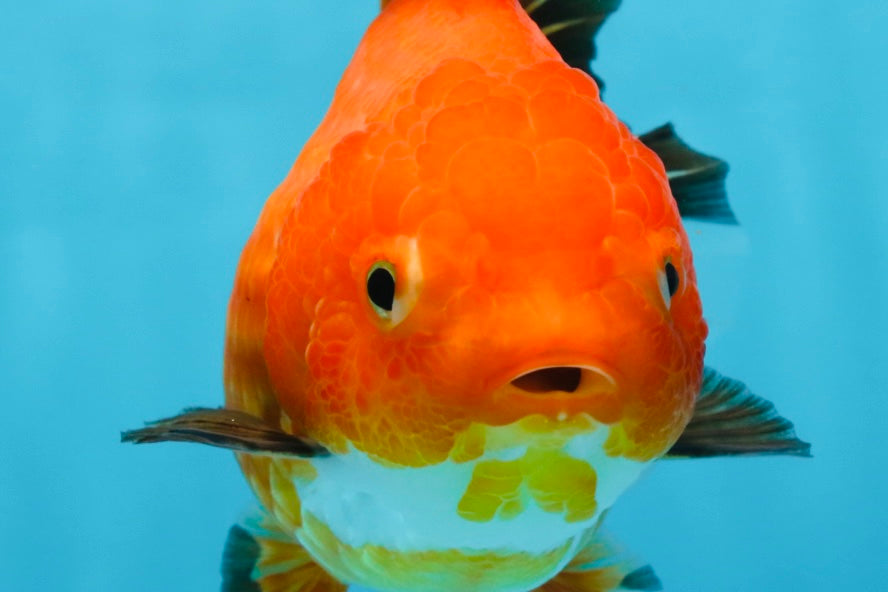 NEMO Apache Yuanbao Female 5-5.5 inches #091925YB_18