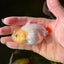 👶Baby Lemonhead Shark Lionchu Male 3-3.5 inches #0209LC_26