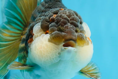 A Grade CHUBBY Tricolor Yuanbao Male 5.5-6  inches #100325YB_03