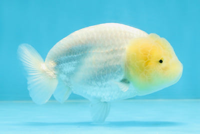 A Grade White LionQueen 4-4.5 inches #102425LC_12