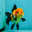 A Grade Tricolor Oranda Female 4.5 inches #110824OR_04