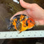 AAA Grade Calico Tiger Chinese Ranchu Male 5 inches #101025RC_19
