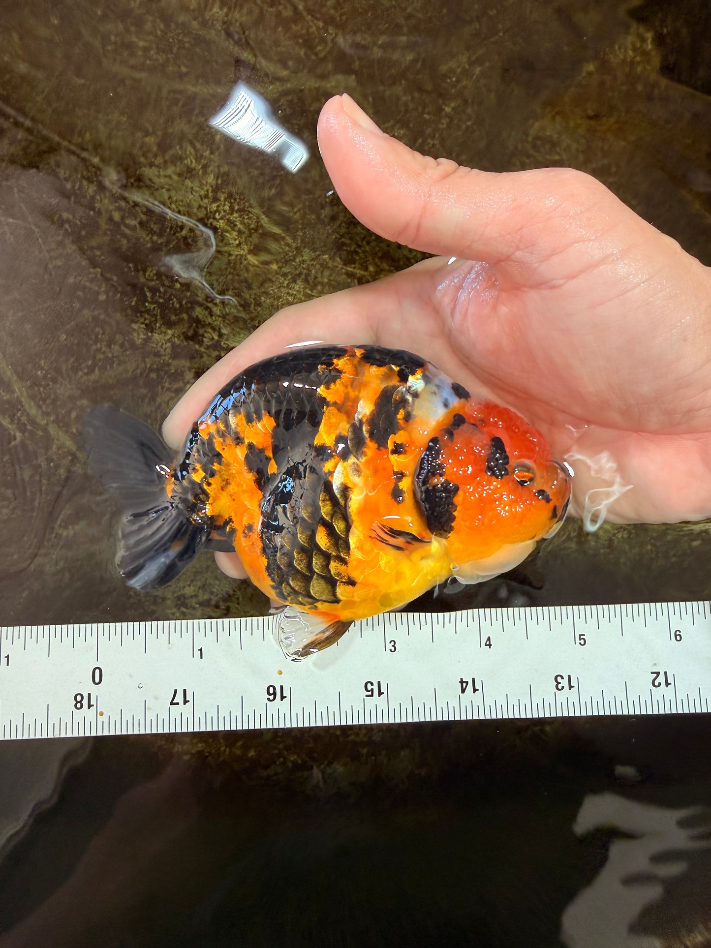 AAA Grade Calico Tiger Chinese Ranchu Male 5 inches #101025RC_19