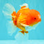 CHUNKY A Grade Cherry Blossom Red White Oranda Male 5.5 inches #061926OR_25