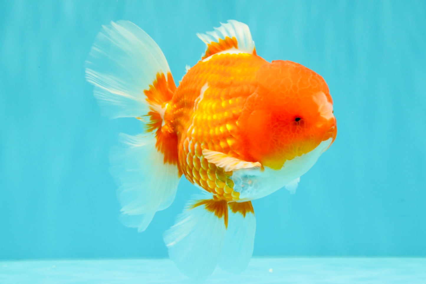 CHUNKY A Grade Cherry Blossom Red White Oranda Male 5.5 inches #061926OR_25