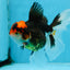 A Grade Tricolor Oranda Female 5.5-6 inches #100325OR_18