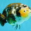 A Grade Ink Chinese Ranchu Male 5.5 inches #022026RC_19