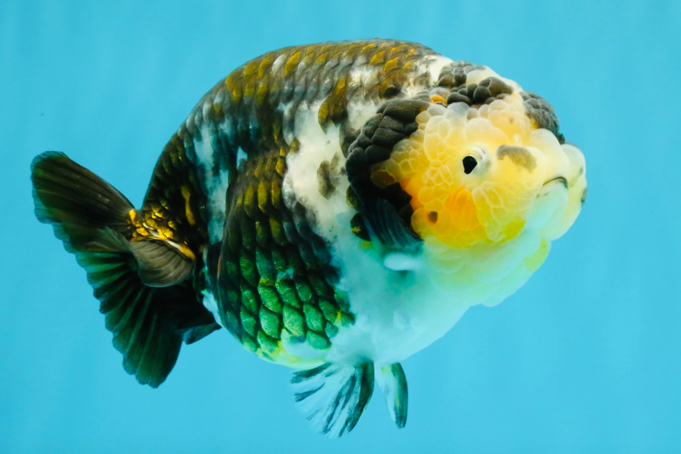 A Grade Ink Chinese Ranchu Male 5.5 inches #022026RC_19