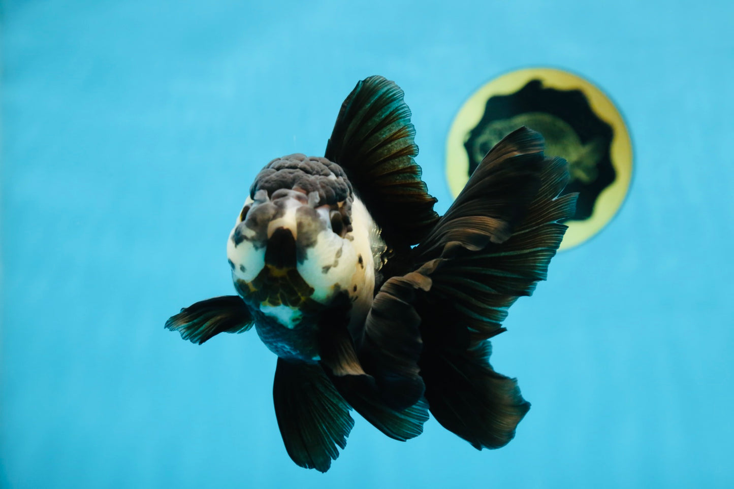 A Grade Panda Oranda Female 5.5 inches #081525OR_15