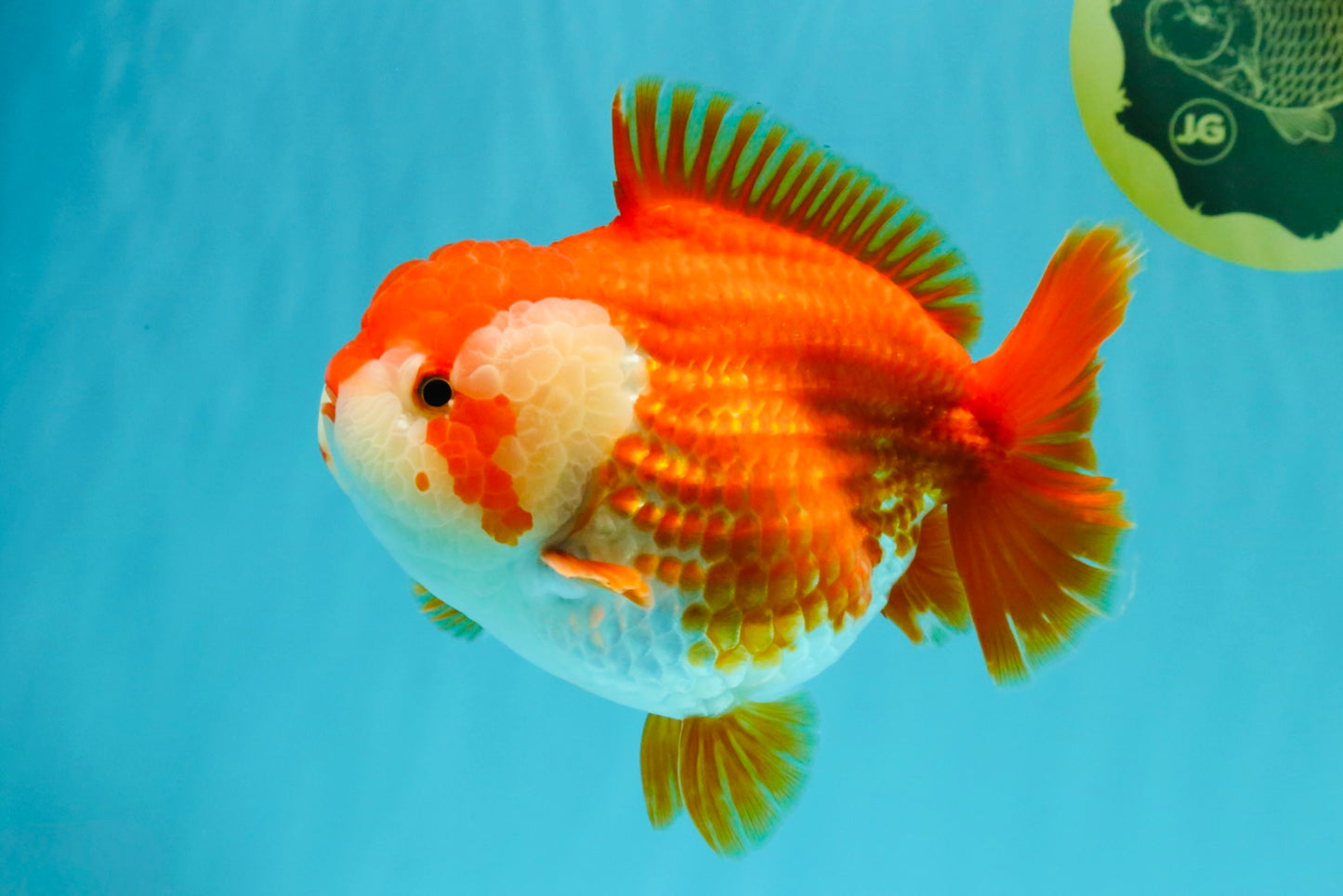 CHONKY AAA Grade Red White Yuanbao Female 6-6.5 inches #032026YB_25