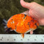 A Grade Tricolor Tiger Ranchu Male 5.5 inches #102326RC_05