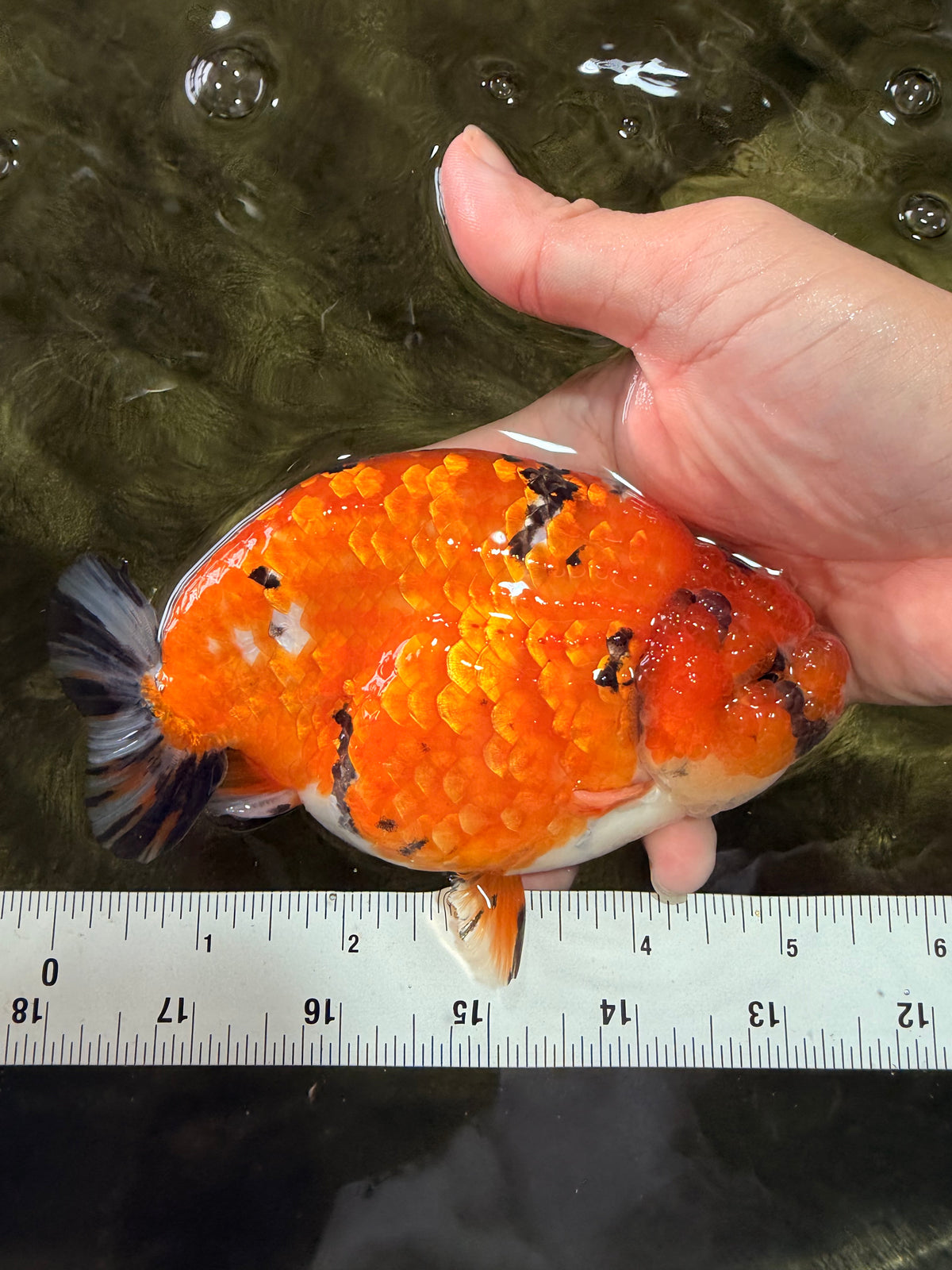 A Grade Tricolor Tiger Ranchu Male 5.5 inches #102326RC_05
