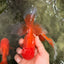 A Grade Red White Oranda Male 6 inches #082826OR_12