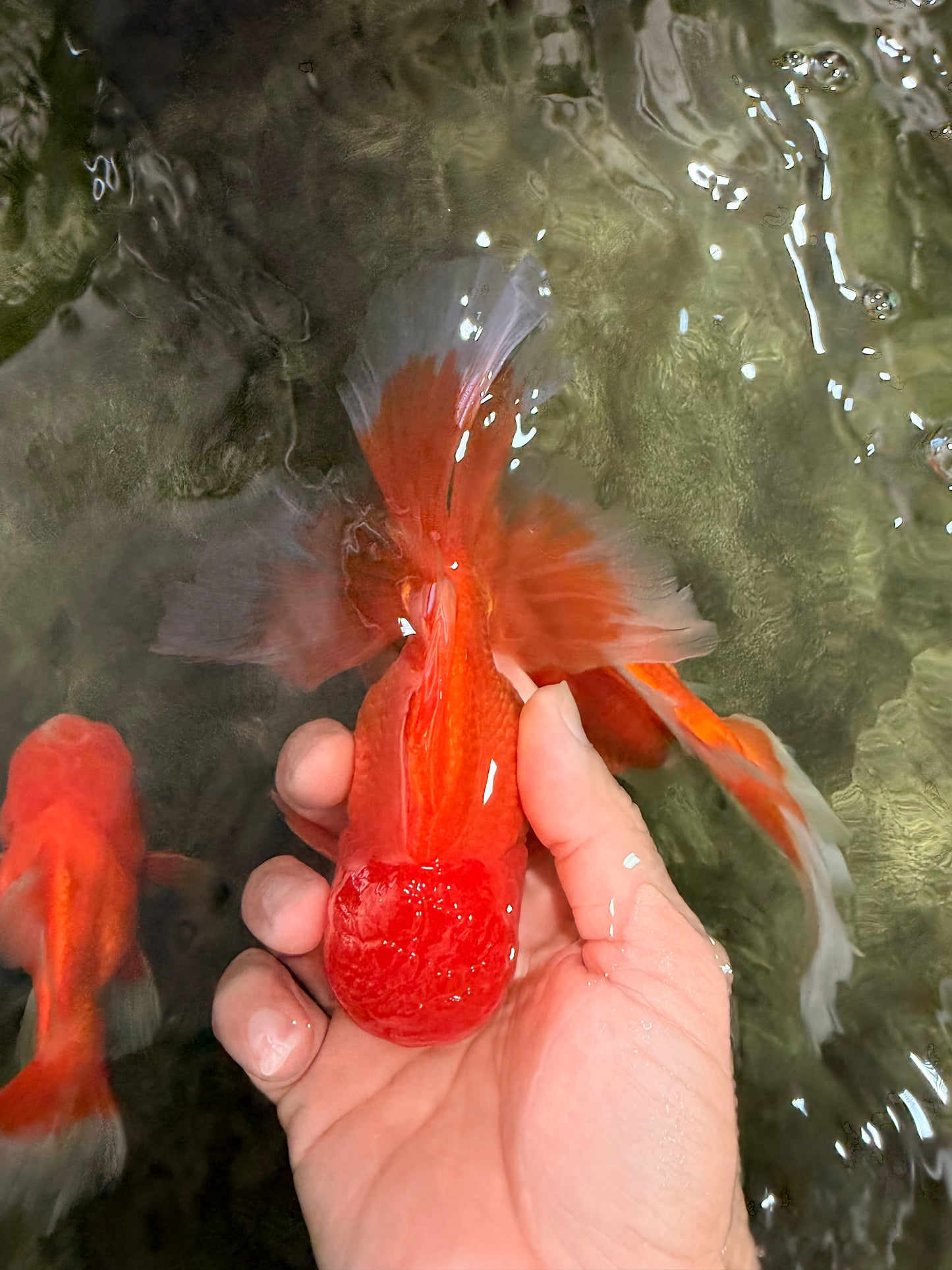 A Grade Red White Oranda Male 6 inches #082826OR_12