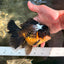BATMAN A Grade Apache Oranda Male 6 inches #041726OR_12