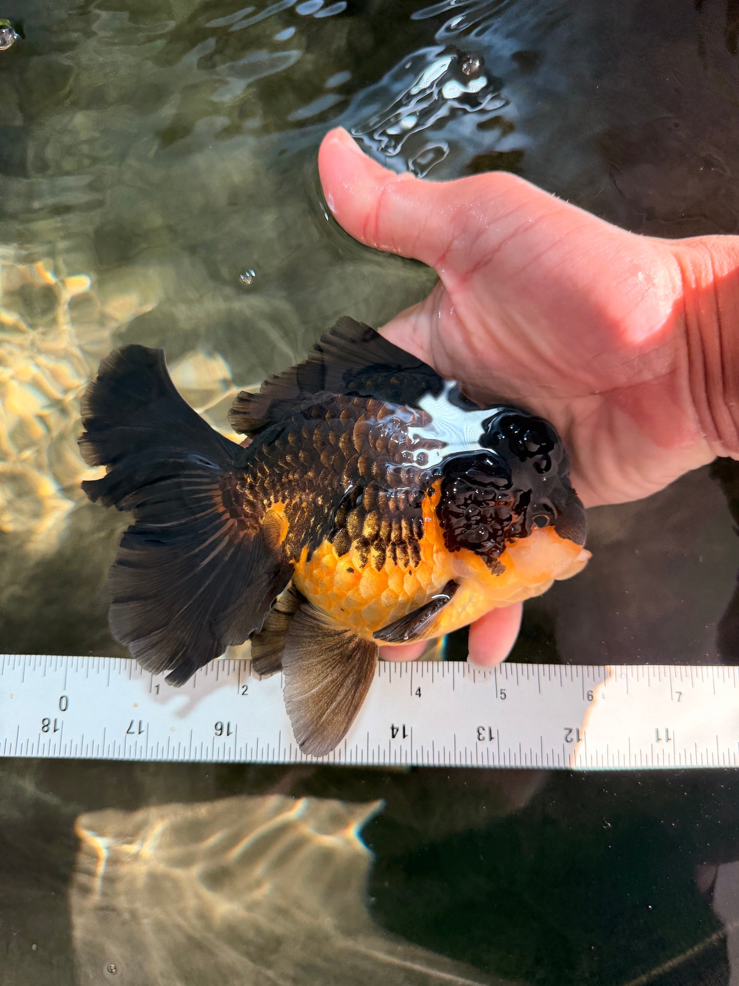 BATMAN A Grade Apache Oranda Male 6 inches #041726OR_12