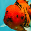 FLUFFY-TAIL AAA Grade Tiger Oranda Female 7-7.5  inches #100226OR_32