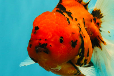 FLUFFY-TAIL AAA Grade Tiger Oranda Female 7-7.5  inches #100226OR_32