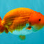 A Grade Red White LionKing 4.5-5 inches #072426LC_33