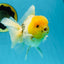 A Grade Lemonhead Oranda Male 5  inches #050925OR_43