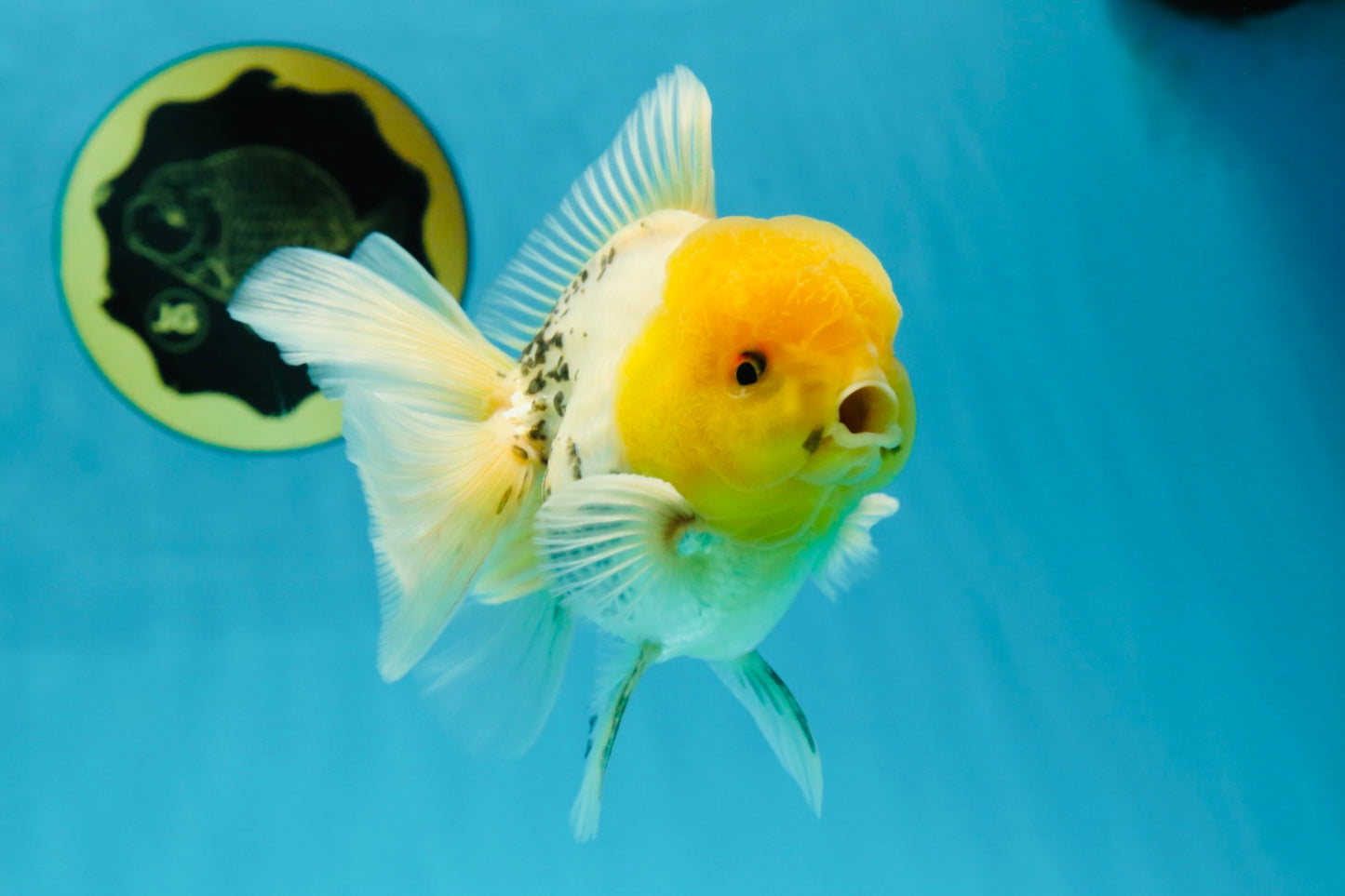 A Grade Lemonhead Oranda Male 5  inches #050925OR_43