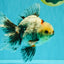 A Grade Marble Oranda Male 6.5-7 inches #072426OR_09