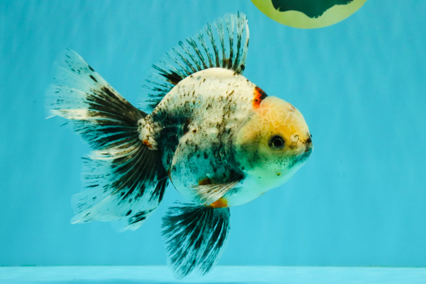 A Grade Marble Oranda Male 6.5-7 inches #072426OR_09