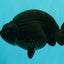 CHUBBY AAA Grade Black Ranchu Female 5-5.5 inches #062626RC_11