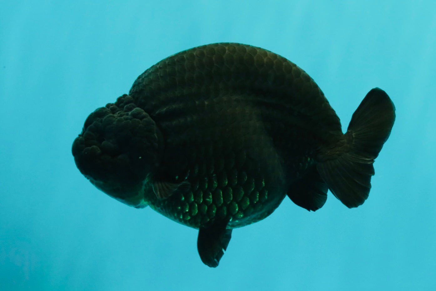 CHUBBY AAA Grade Black Ranchu Female 5-5.5 inches #062626RC_11