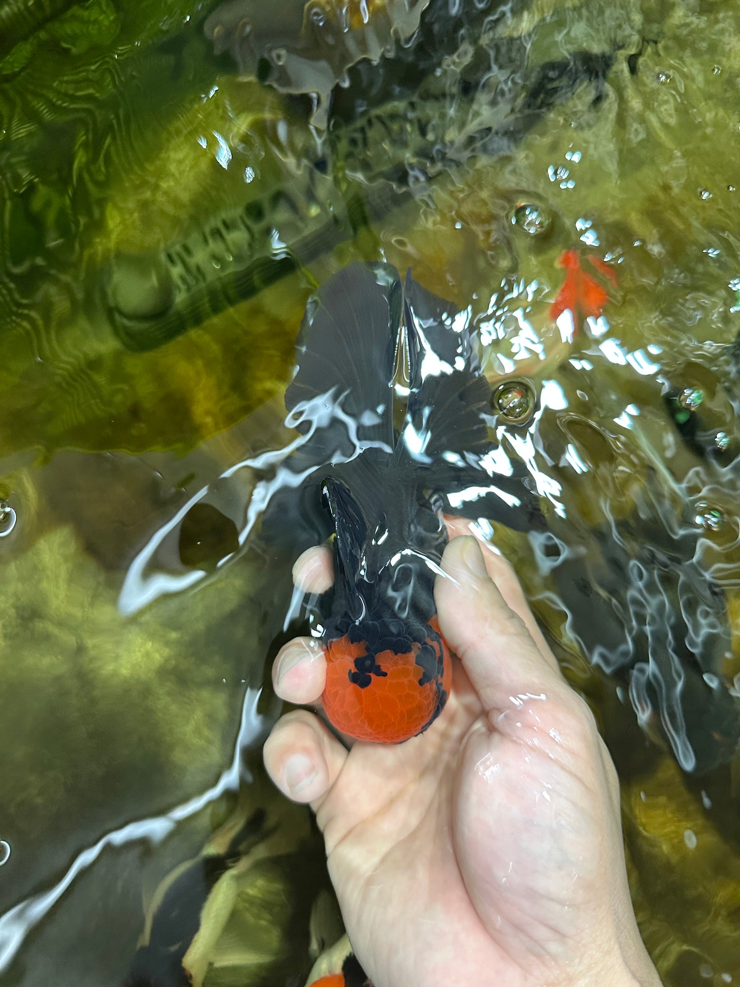 AAA Grade Batman Apache Oranda Male  5 inches #053025OR_16