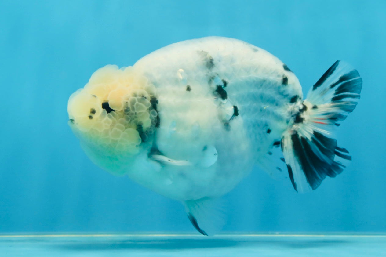 A Grade Marble Blue Back Sakura Lionking 4.5 inches #080125LC_16