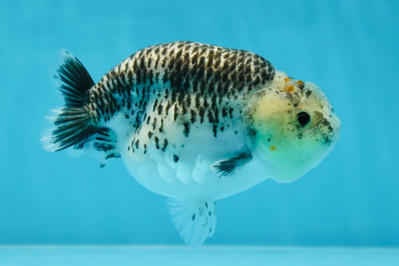 A Grade Kirin Polkadot LionQueen 4-4.5 inches #053025LC_05