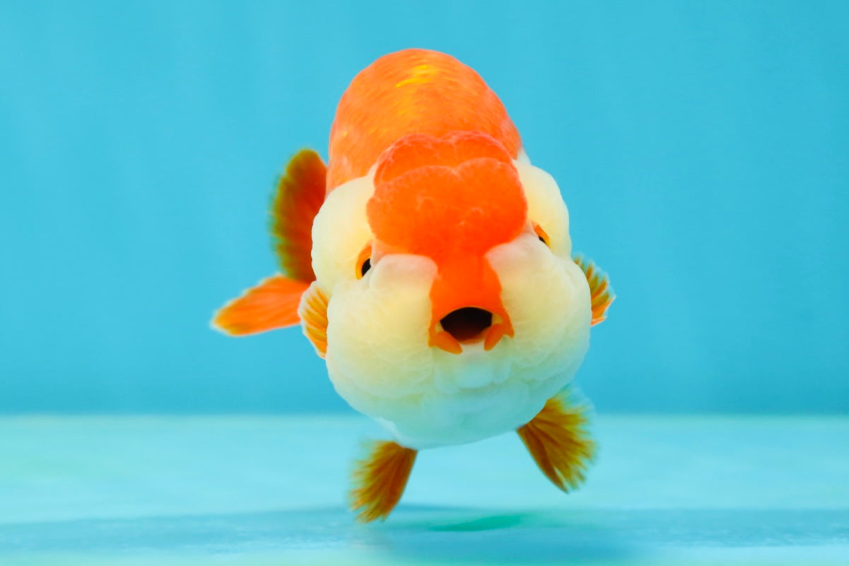 AAA Grade Red White LionKing 4.5 inches #050925LC_14