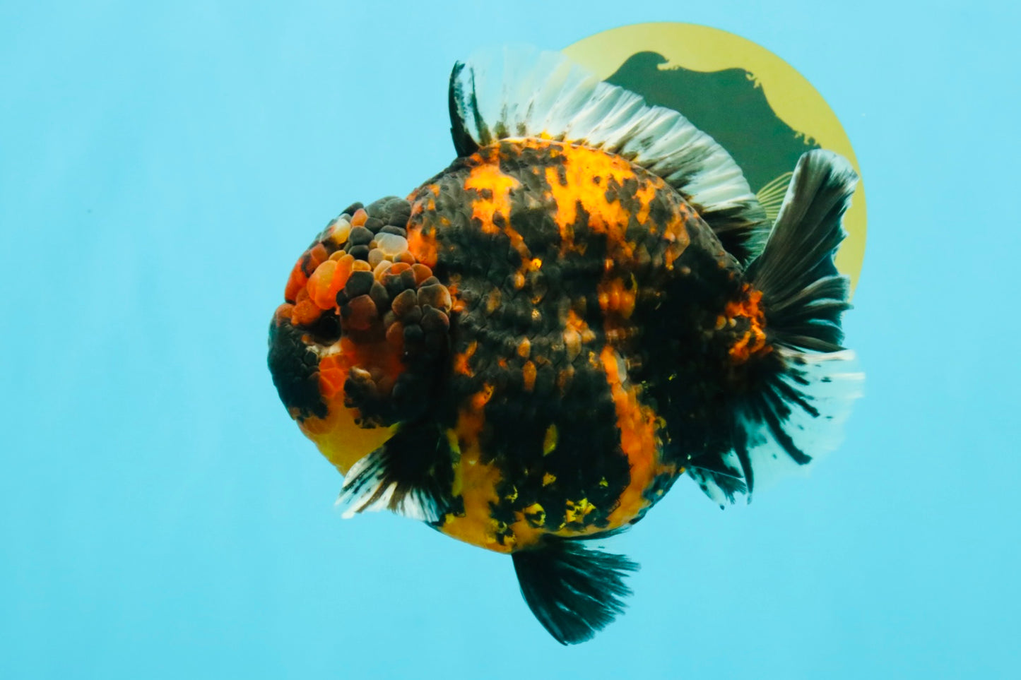 AAA Grade Godzilla Tiger Yuanbao Male 5.5-6 inches #032026YB_21