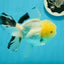 A Grade Lemonhead Panda Oranda Female 5.5 inches #1004OR_34