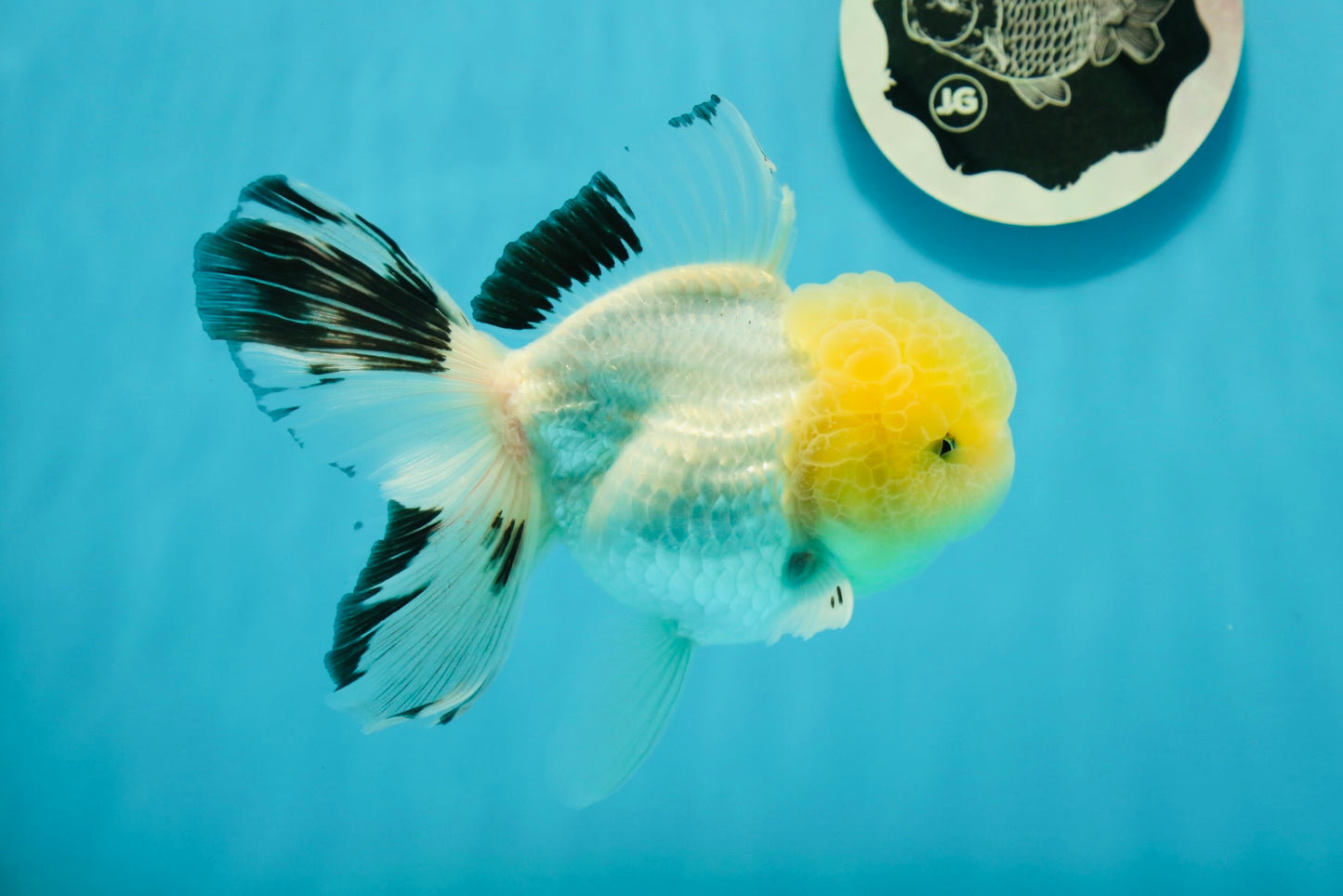 A Grade Lemonhead Panda Oranda Female 5.5 inches #1004OR_34