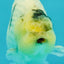 A Grade Diamond Scale Sakura Ranchu Male 5 inches #073126RC_11