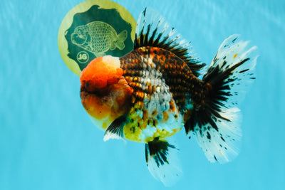 GIANT SUPER AAA Grade Godzilla Kirin Calico Oranda Male 6.5-7 inches #030626OR_06