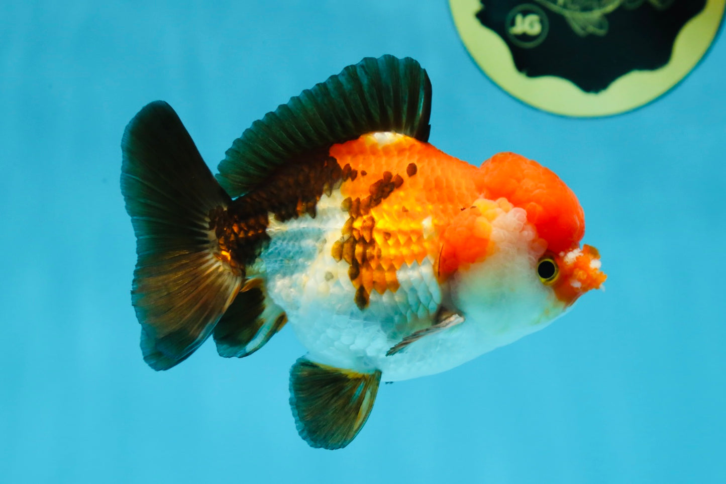 A Grade PomPom Tricolor Yuanbao Male 4-4.5 inches #060625YB_08