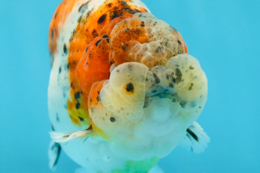 AAA Grade Calico LionKing 4.5-5 inches #050925LC_03