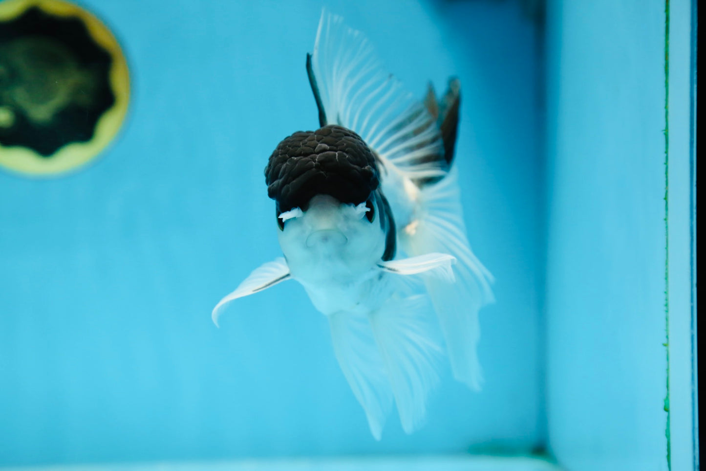 Panda Oranda Male 5.5 inches #090525OR_16