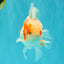 A  Grade Kohaku Red White Oranda Male 5.5-6 inches #082126OR_06