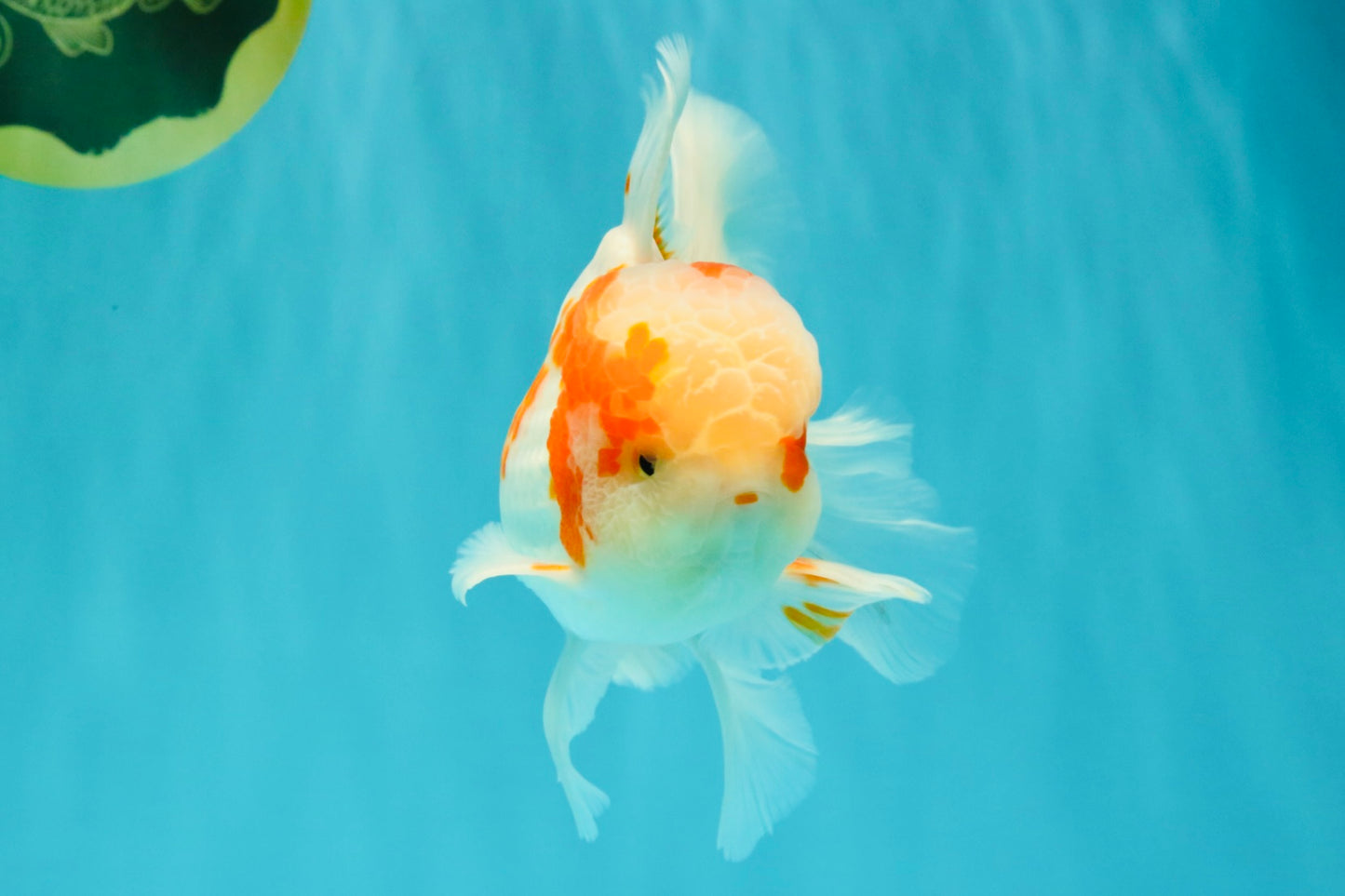 A  Grade Kohaku Red White Oranda Male 5.5-6 inches #082126OR_06