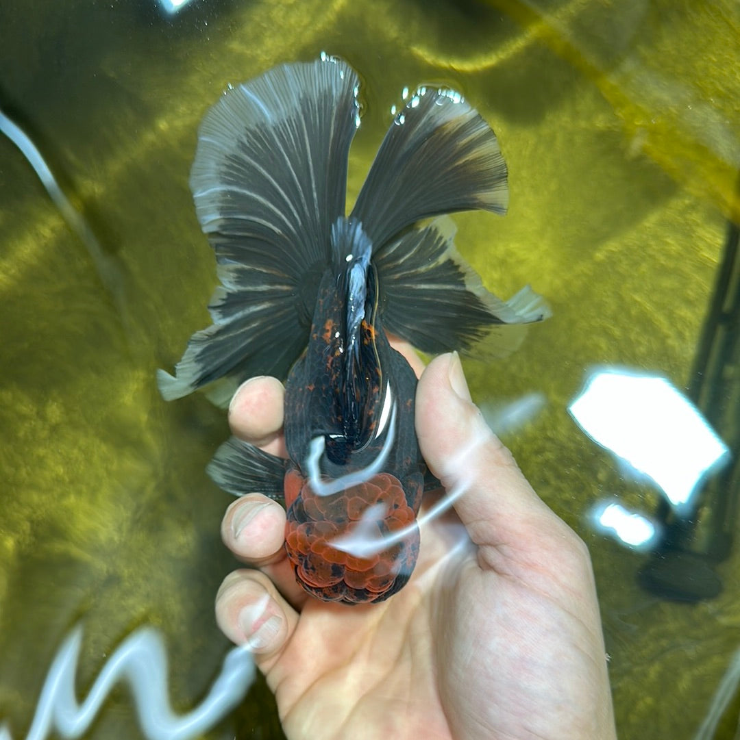 apache monsters AAA Grade Apache Monster Tiger Rose Tail Oranda Male 5 inches #1201OR_ – Jimmy Goldfish