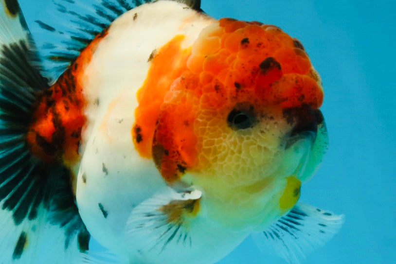 AAA Grade Godzilla Calico Sakura Button Eyes Oranda Male 5 inches #051625OR_17