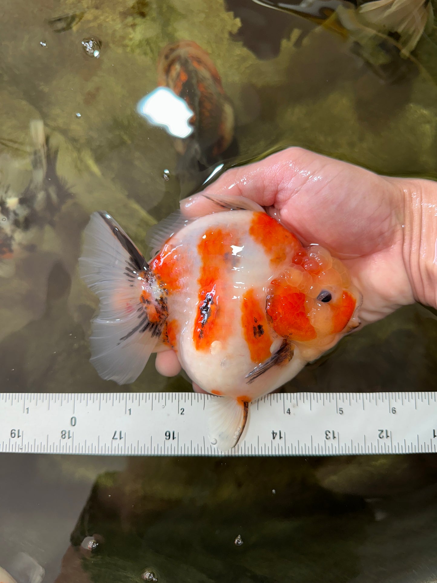 AAA Grade Big Body Godzilla Sakura Button Eyes Yuanbao Female 5-5.5 inches #051625YB_14